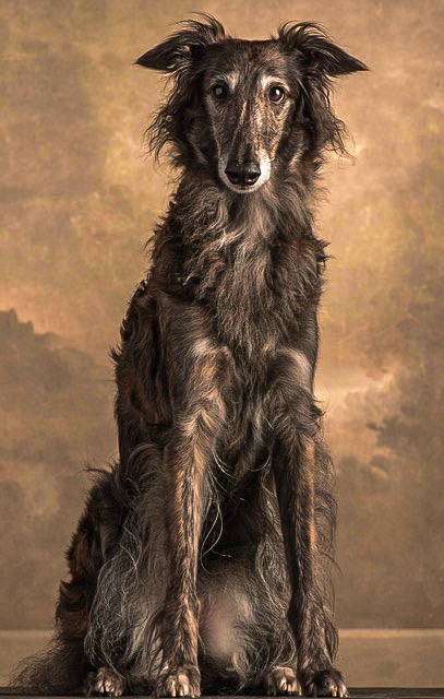 Silken Windhound